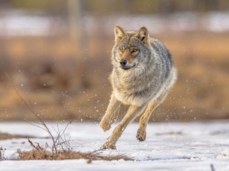 Eurasian Wolf running fast through water splash