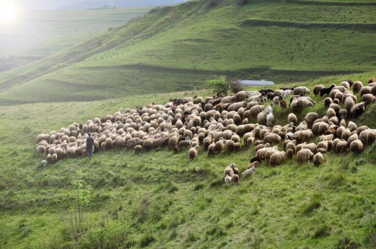 Herd of sheep on pasture