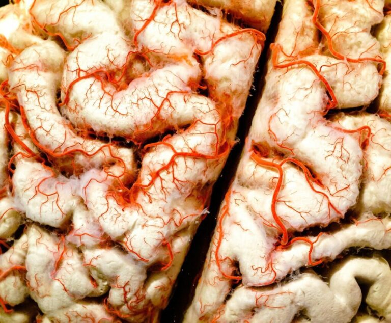 Human brain closeup