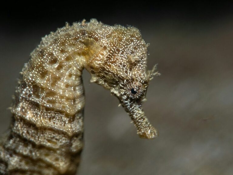 Portrait of a seahorse