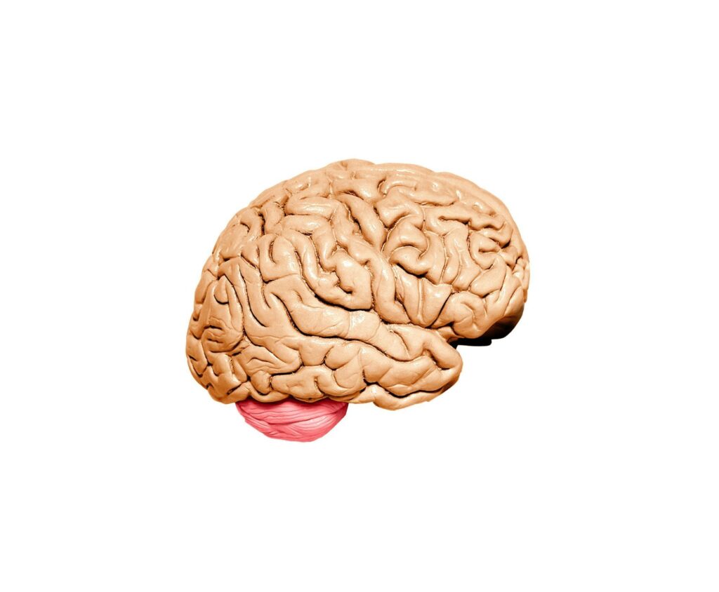 Human brain model