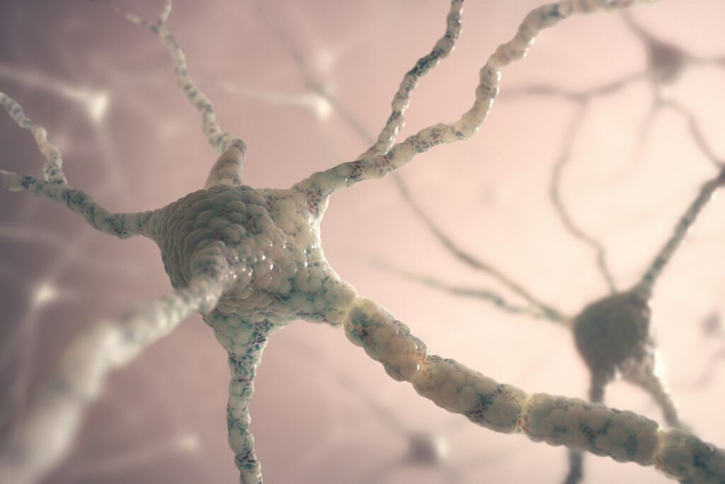 Neurons