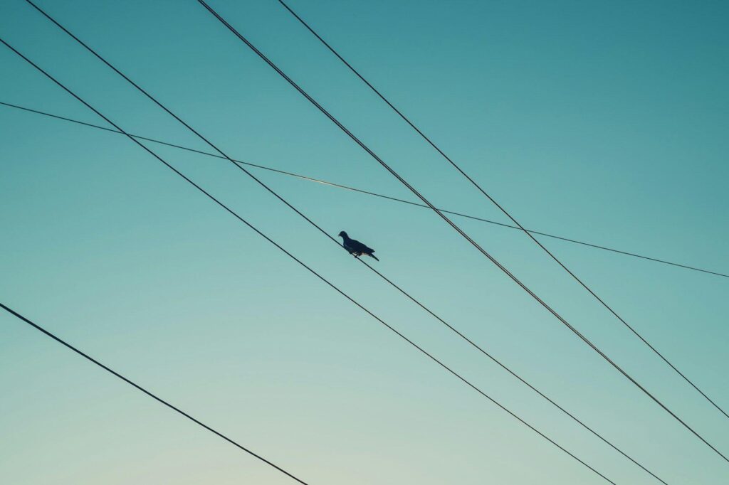 Silhouette of a pigeon on electrical wires against the sunset sky