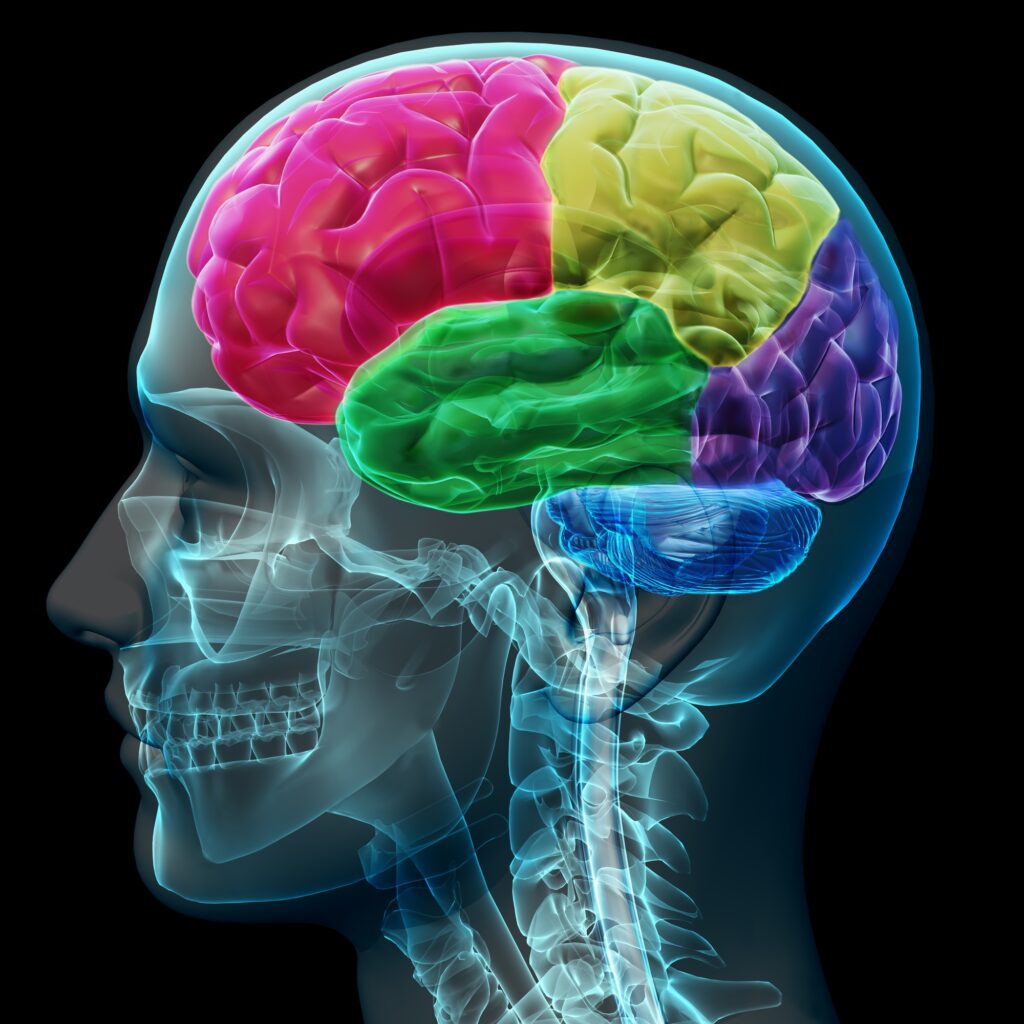 Brain coloed sections